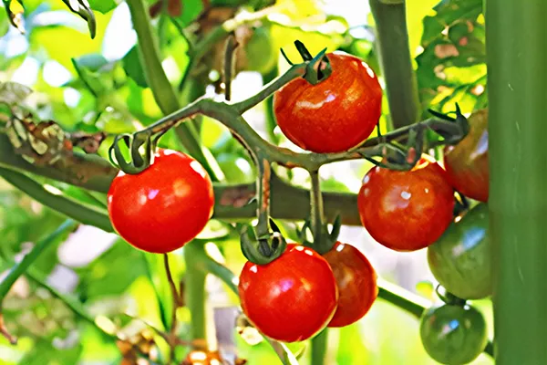 nagomi-service_img05